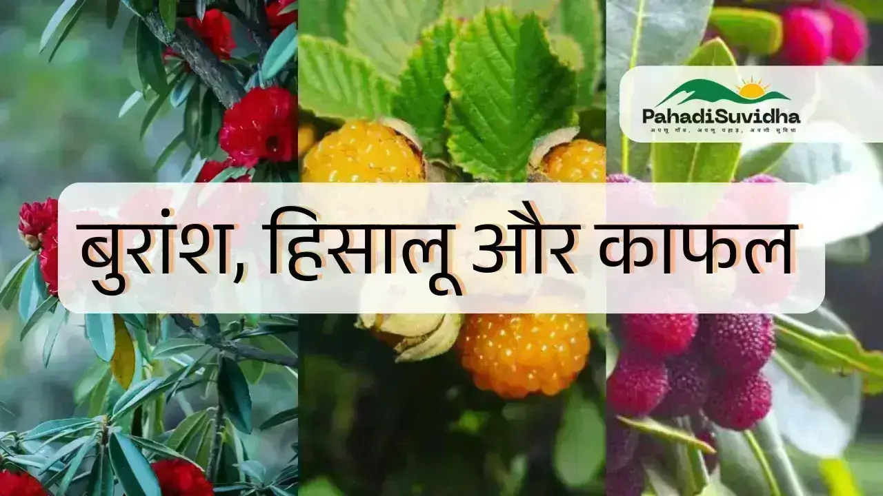 Pahadi Kafal, Hisalu and Buransh