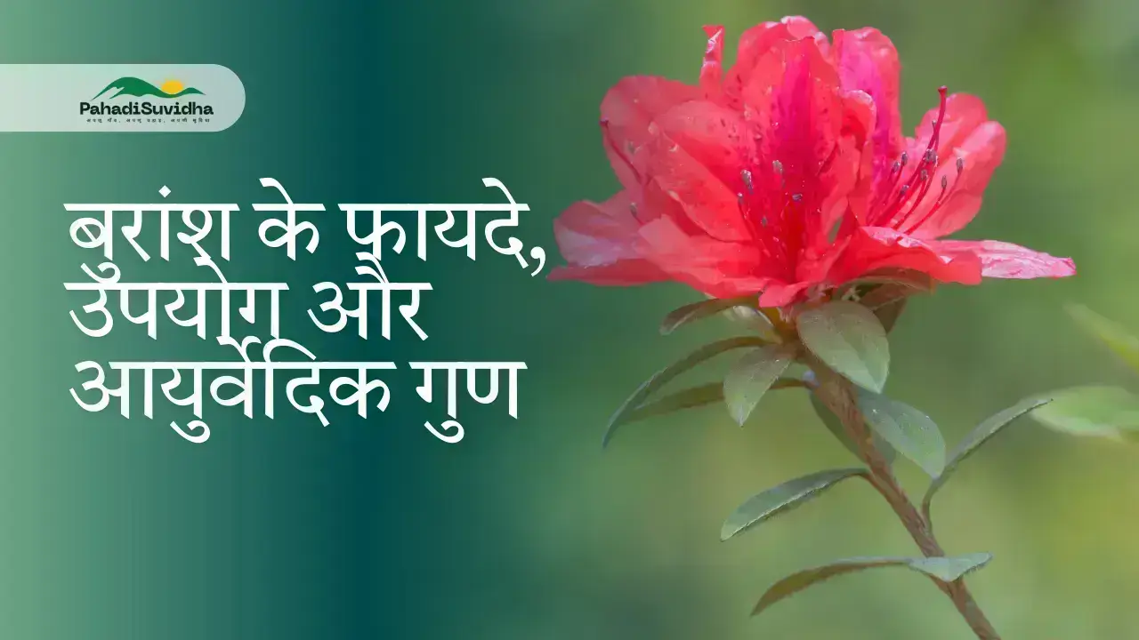 buransh health benefits in hindi
