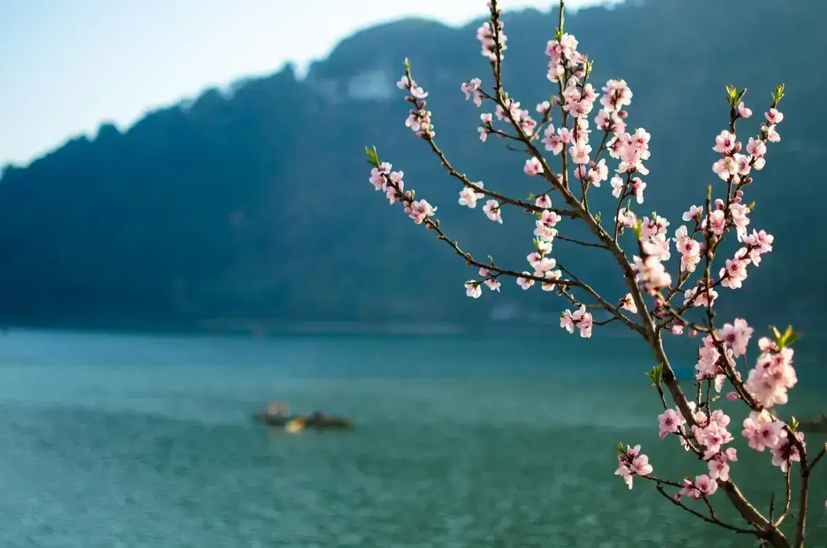 Cherry Blossoms in Nainital